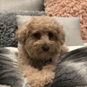 Meet your Posher, Maya